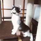 なかよしきょうだい - 大和郡山市