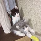 なかよしきょうだい − 奈良県
