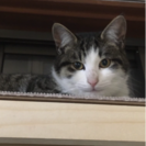 迷い猫探してます！！