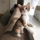 お人好しな三毛ちゃん