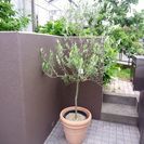 鉢つき 樹木 オリーブ