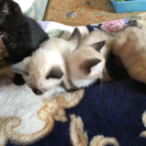 子猫の里親募集です、！ - 枝幸郡