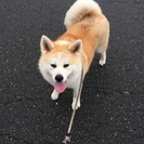 秋田犬大好きさん募集です。