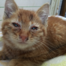 里親募集 子猫 茶トラ