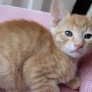 茶白、茶トラ、白黒、キジ白。生後約2ヶ月の兄弟💕 − 大分県