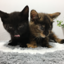 ４月２０日生まれの猫ちゃん！！里親さん募集中です！！