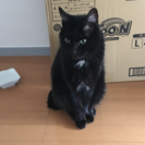 カワイイ黒猫を譲りたいです