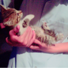 猫の里親募集です
