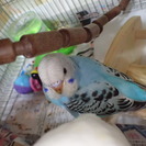セキセイインコ5月12日生まれの手乗り雛