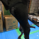 ドーベルマン仔犬 里親さん決定致しました。