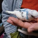 ４月産まれのセキセイインコです。