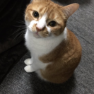 困ってます！成猫1匹でも可愛がってくれる方！！
