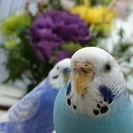セキセイインコを探しています。見かけた方はご連絡をお願いします！！