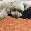 大切に育ててくださる方を探してます。