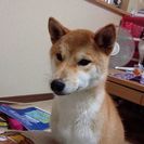 柴犬 3歳 男の子です。