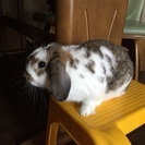 2羽のうさちゃんの里親募集しております。