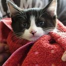 ☆子猫（白黒）の里親さま募集です☆