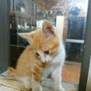 幸せの扉開ける鍵しっぽ君の画像