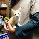 幸せの扉開ける鍵しっぽ君 - 藤岡市