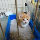 幸せの扉開ける鍵しっぽ君 - 猫
