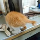 幸せの扉開ける鍵しっぽ君 - 里親募集