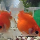 金魚の稚魚を育てていただける方