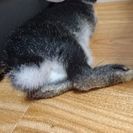うさぎの里親を募集しています。