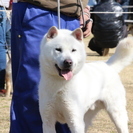 紀州犬　ショータイプのオス　２歳