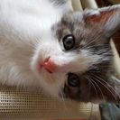 かわいい子猫😃