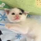 【募集】親子猫の里親さん