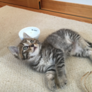 6月22日に猫の譲渡会開催(=^^=)