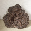 サルノコシカケの置物