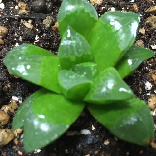 多肉植物　ハオルチア　青ムチカ
