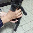 黒ネコ、生後1ヶ月～２カ月の里親募集です。