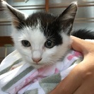 かわいい白と黒模様の子猫ちゃんです😺 - 猫
