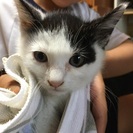 かわいい白と黒模様の子猫ちゃんです😺 − 奈良県
