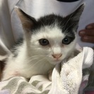 かわいい白と黒模様の子猫ちゃんです😺 - 里親募集