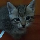 子猫の里親募集です。