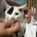 白地に黒模様の子猫ちゃんです
