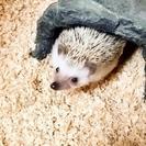 バドミントンを楽しくできる方募集♪ - 三郷市