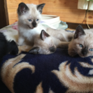 急ぎで探しています。雄武、紋別でも可