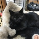 生後２ヶ月程の黒猫を２匹保護いたしましたので里親を募集いたします。