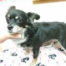 チワワ3歳メス繁殖引退犬