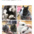 ホームセンター内ペットショップの画像