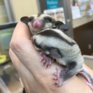 ホームセンター内ペットショップの画像