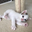 猫ちゃん 預かりボランティアさん募集
