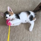 猫ちゃん 預かりボランティアさん募集 - メンバー募集