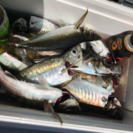 船釣り仲間募集🐟