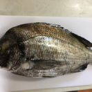 船釣り仲間募集🐟 − 神奈川県