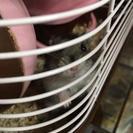ジャンガリアンの里親募集中！